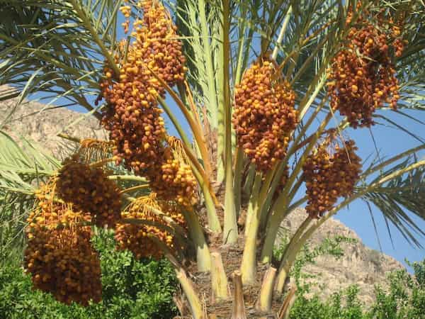 تصویر 4 از قیمت خرید خرما شاهانی صادارتی با فروش عمده